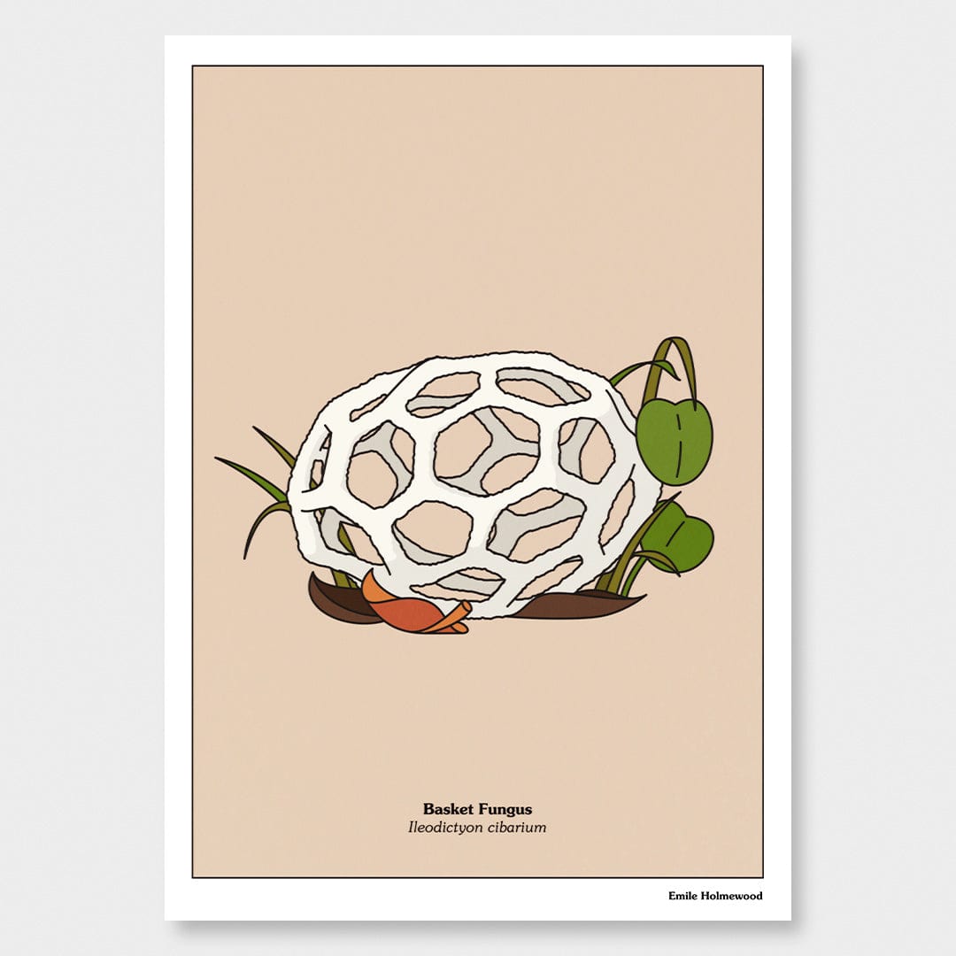 Basket Fungus Art Print by Emile Holmewood