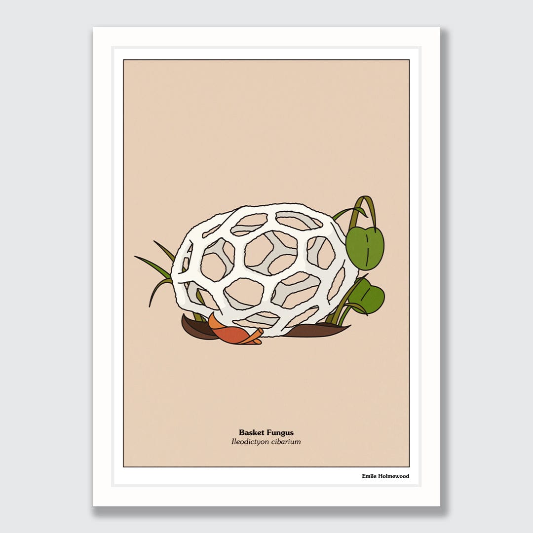 Basket Fungus Art Print by Emile Holmewood