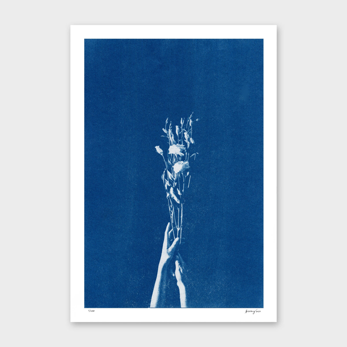 Chiaroscuro Lisianthus Limited Edition Cyanotype by Sophia Jenny