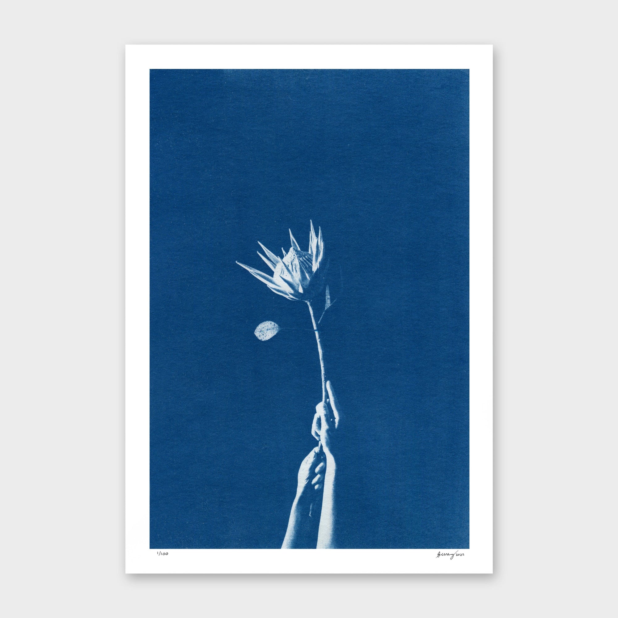 Chiaroscuro Protea Limited Edition Cyanotype by Sophia Jenny