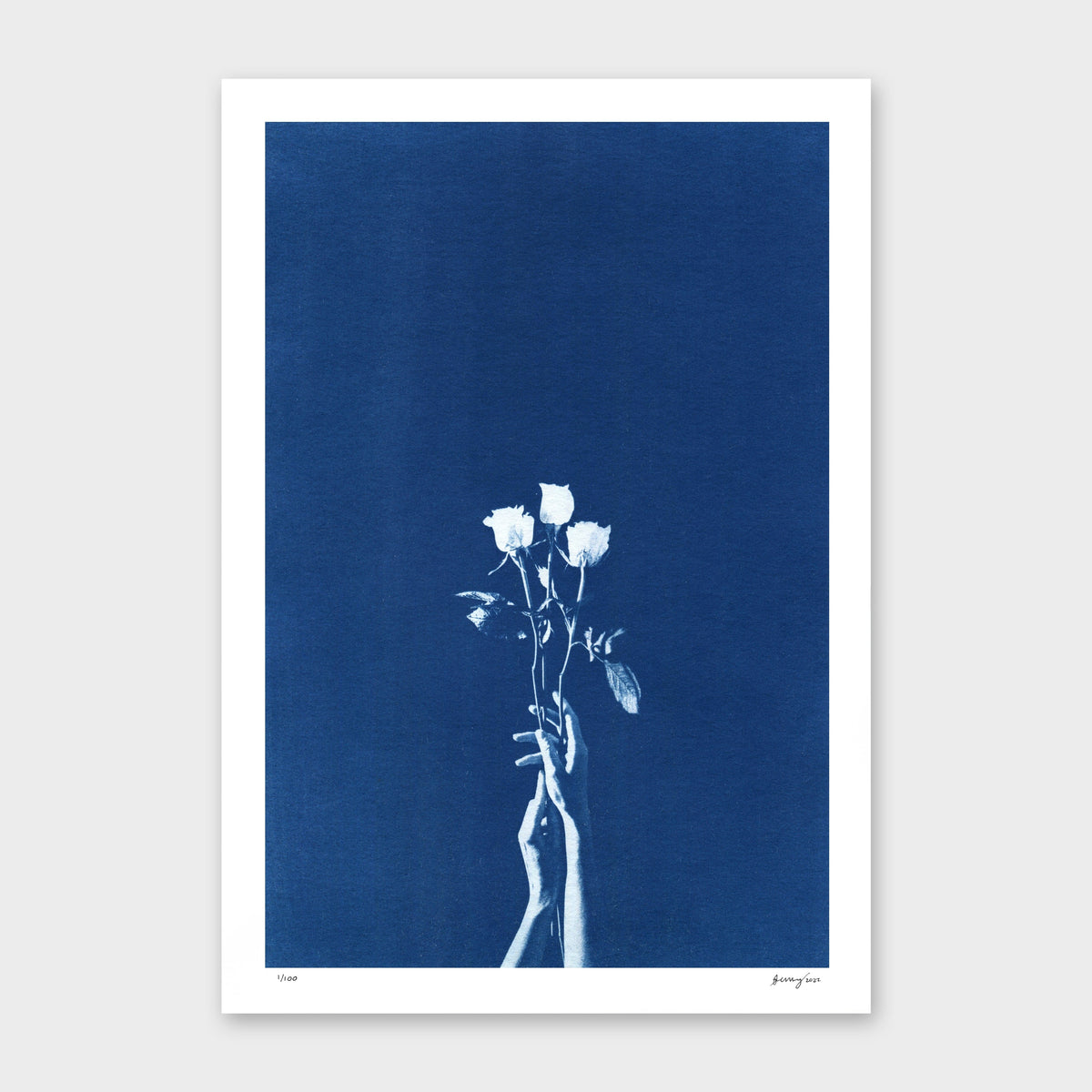 Chiaroscuro Roses Limited Edition Cyanotype by Sophia Jenny