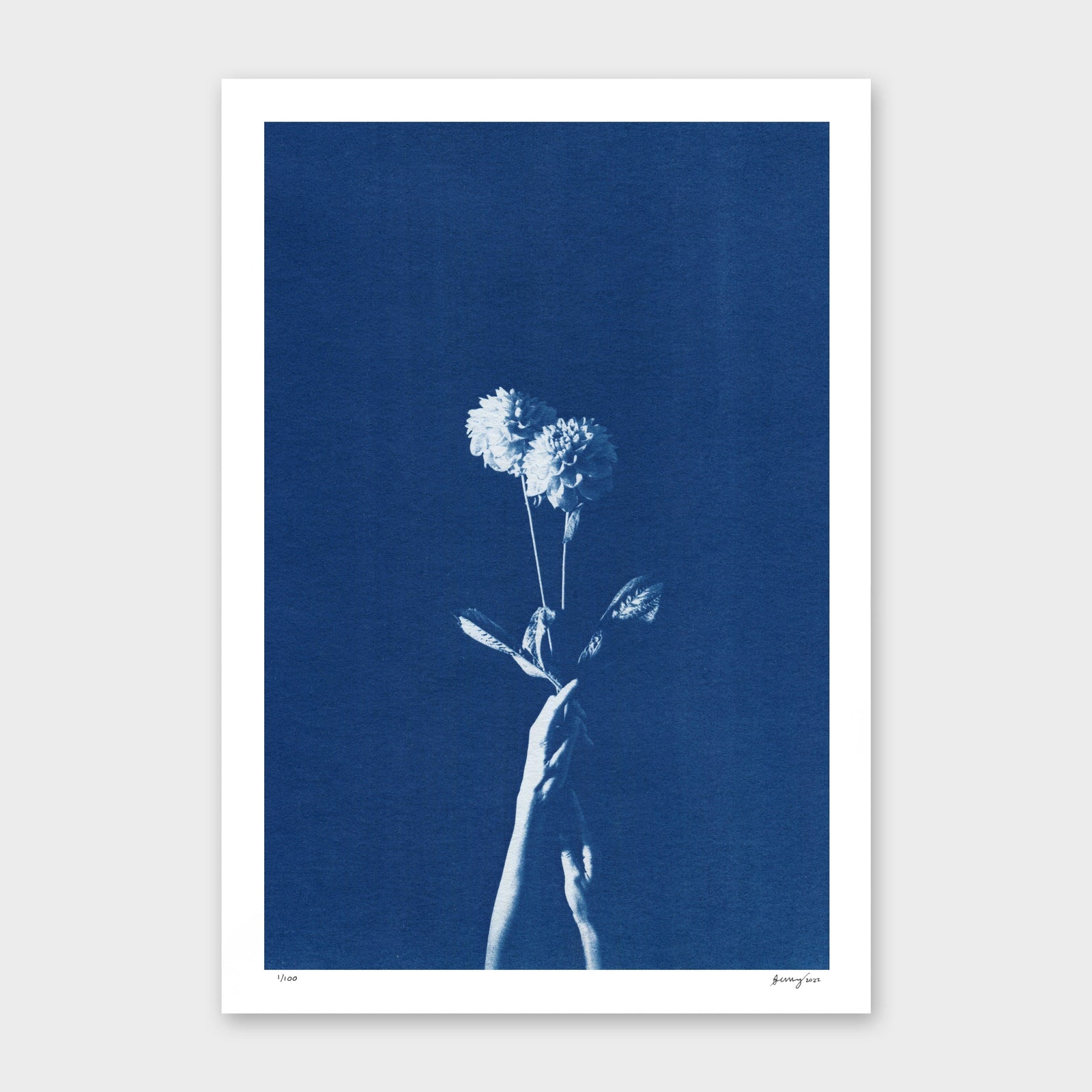 Chiaroscuro Dahlias Limited Edition Cyanotype by Sophia Jenny