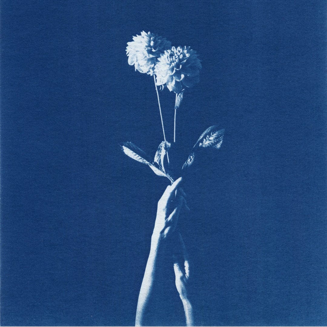 Chiaroscuro Dahlias Limited Edition Cyanotype by Sophia Jenny