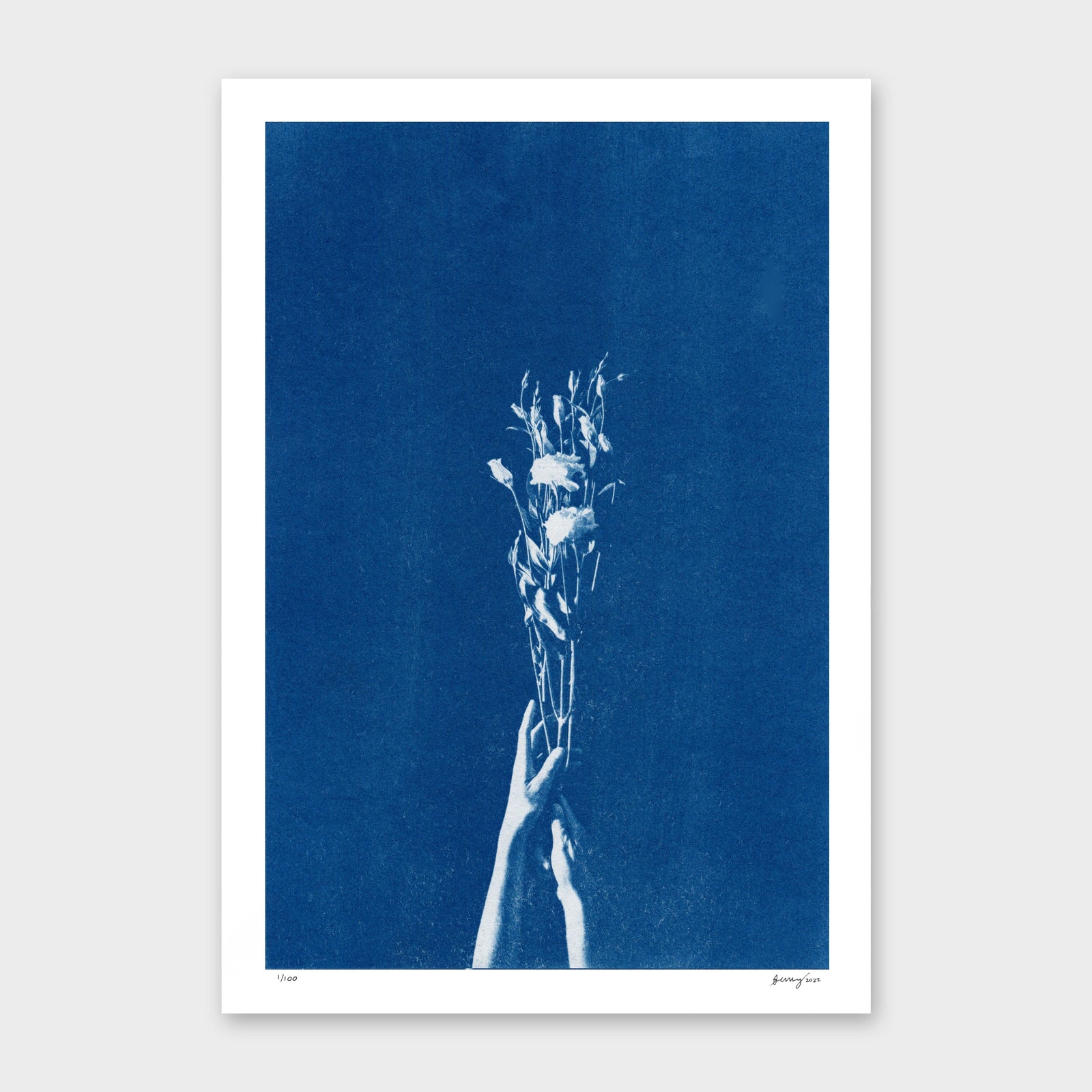 Chiaroscuro Lisianthus Limited Edition Cyanotype by Sophia Jenny