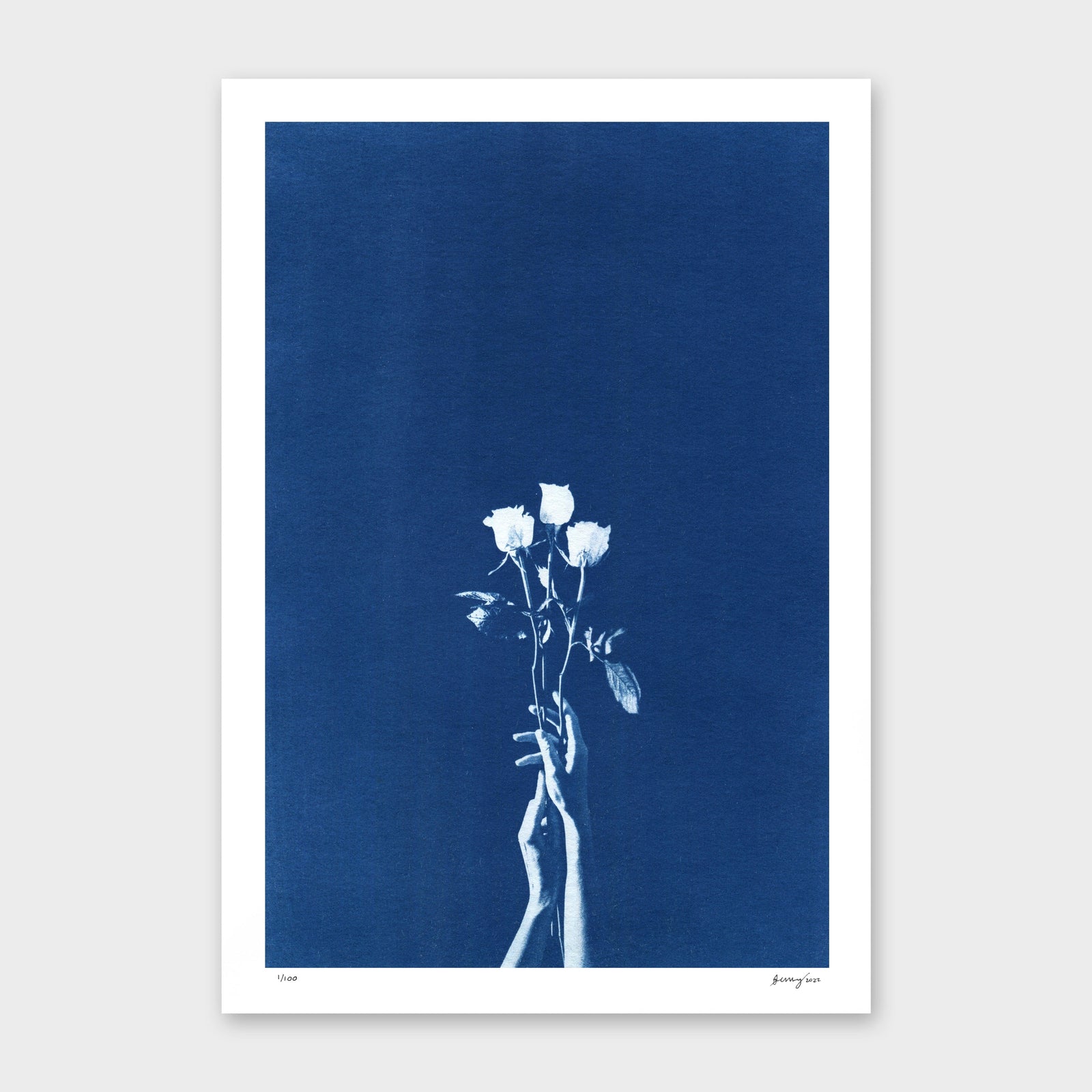Chiaroscuro Roses Limited Edition Cyanotype by Sophia Jenny