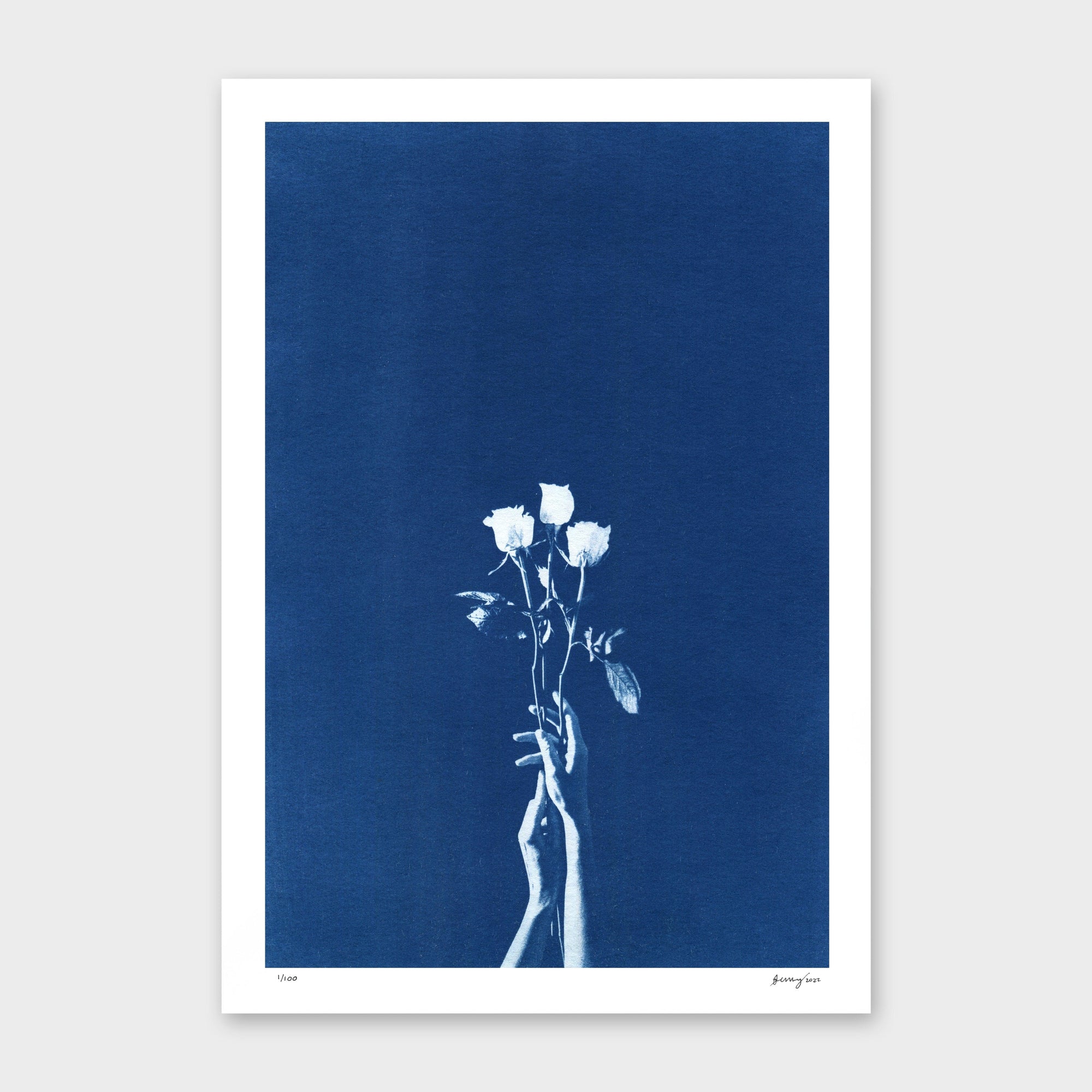 Chiaroscuro Roses Limited Edition Cyanotype by Sophia Jenny