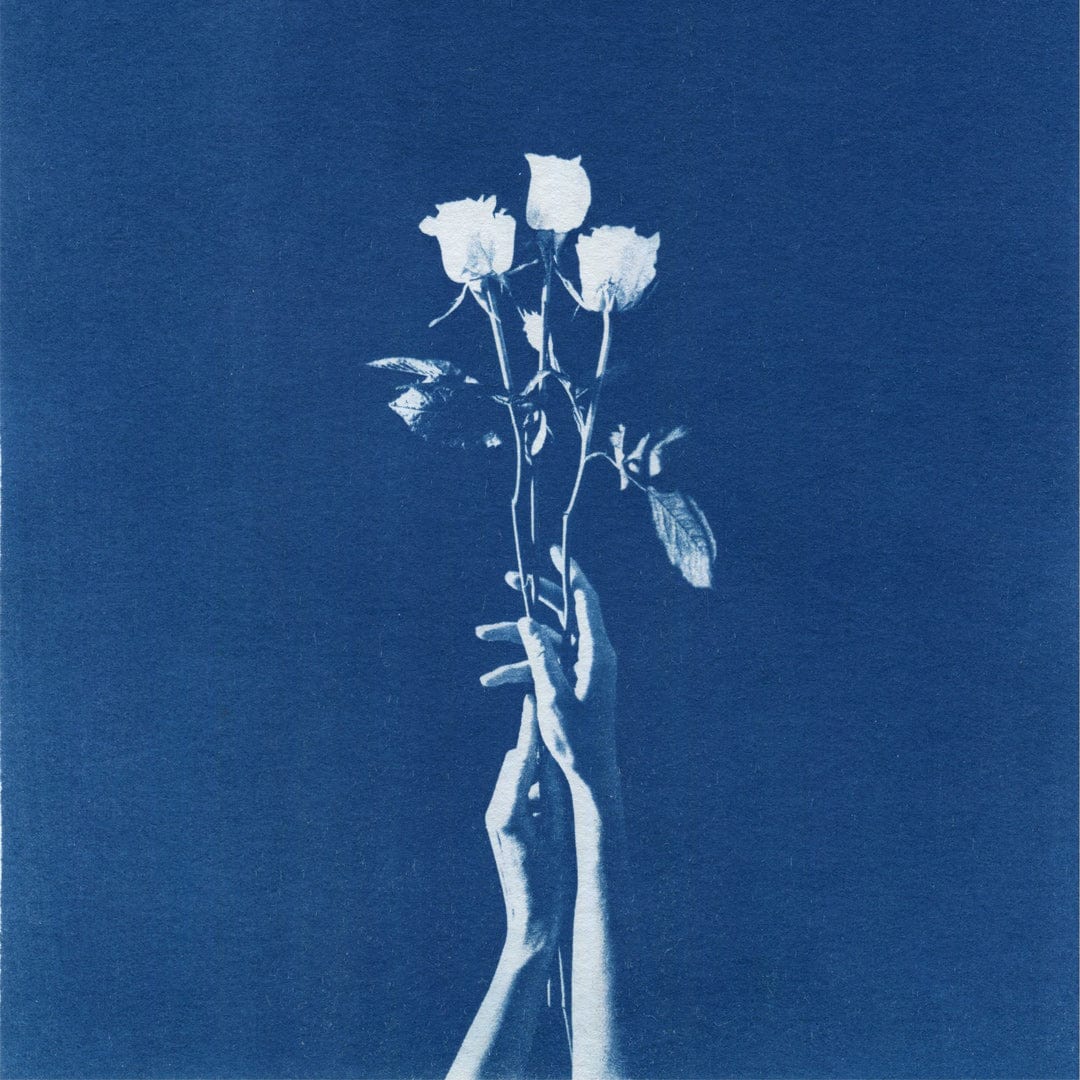 Chiaroscuro Roses Limited Edition Cyanotype by Sophia Jenny