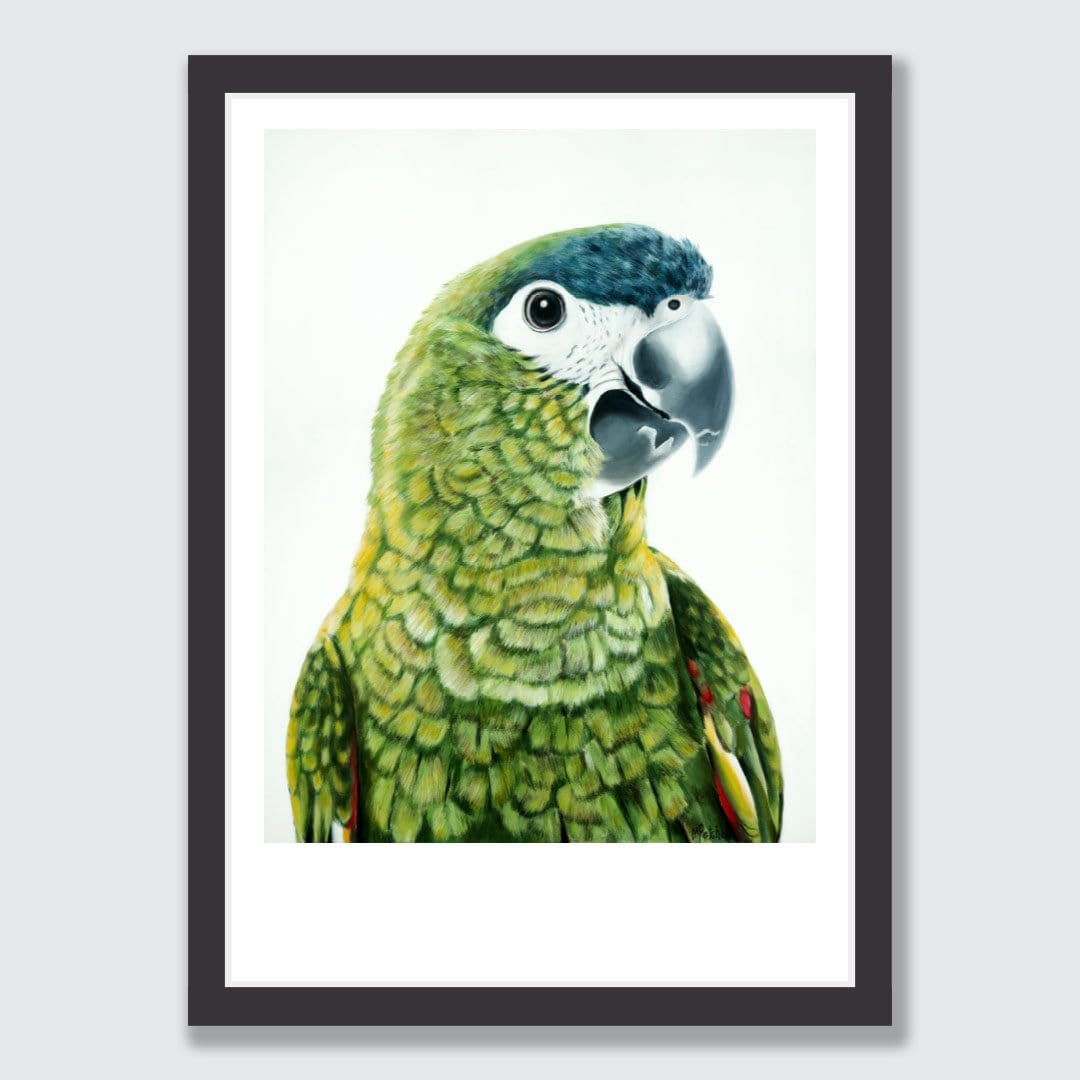 Clarence Hahn's Macaw Art Print by Margaret Petchell