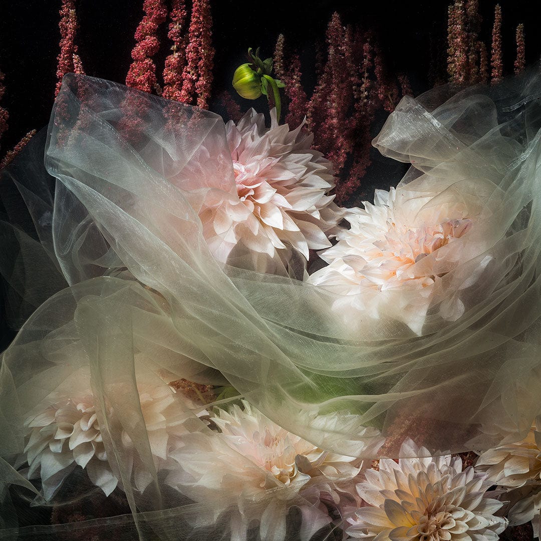 Cloaked Dahlias Photographic Print by Georgie Malyon