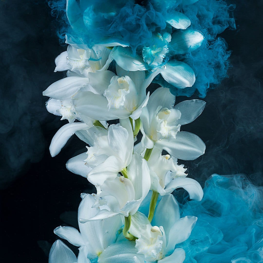Cymbidium Orchid Photographic Print by Georgie Malyon