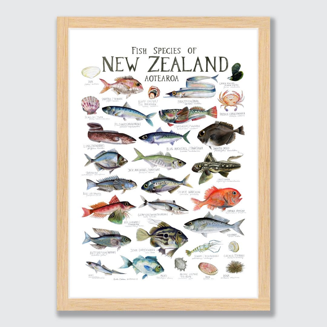 Fish Species of New Zealand Poster by Giselle Clarkson