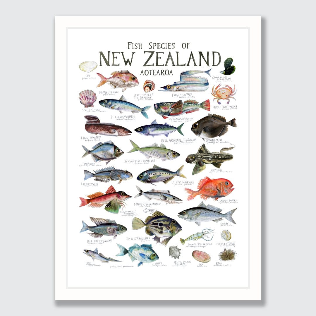 Fish Species of New Zealand Poster by Giselle Clarkson