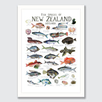 Fish Species of New Zealand Poster by Giselle Clarkson - endemicworld