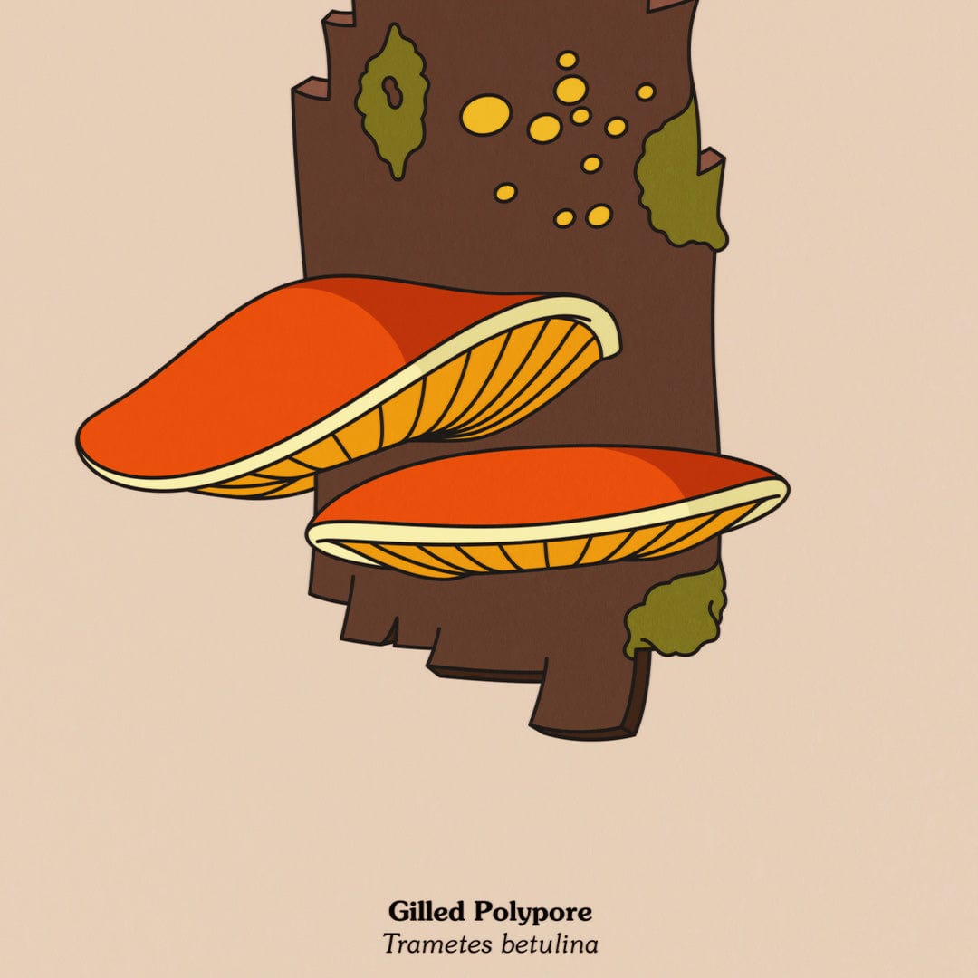Gilled Polypore Art Print by Emile Holmewood