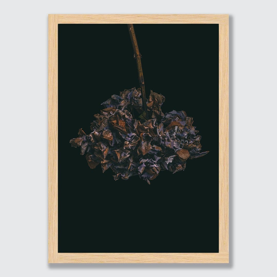 Hydrangeas Photographic Print by Maegan McDowell