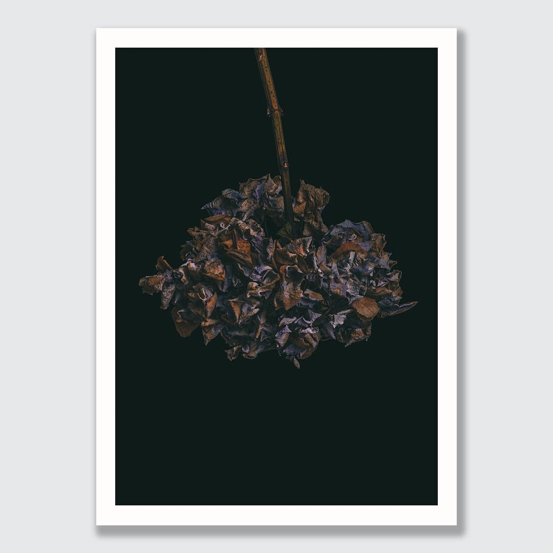 Hydrangeas Photographic Print by Maegan McDowell
