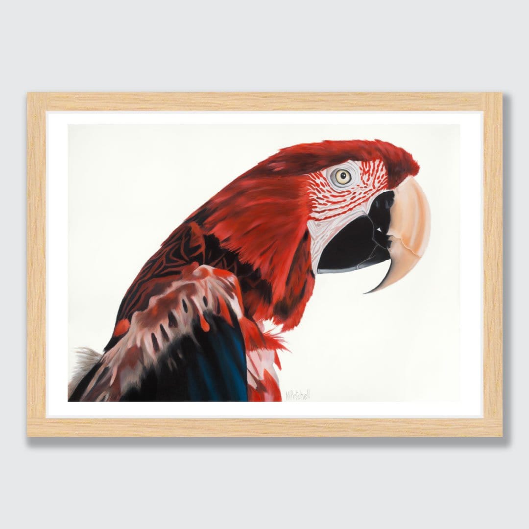 Jerry Red Macaw Art Print by Margaret Petchell