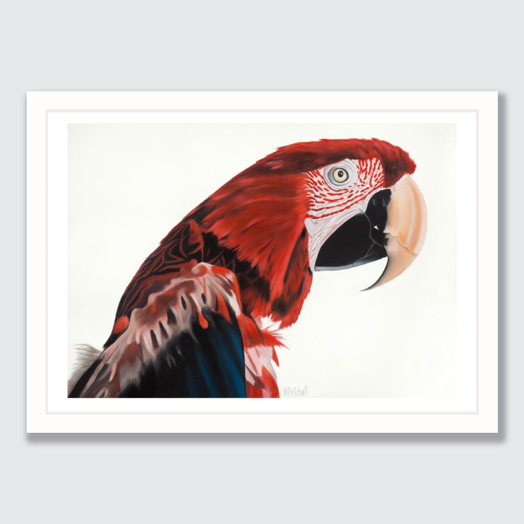 Jerry Red Macaw Art Print by Margaret Petchell