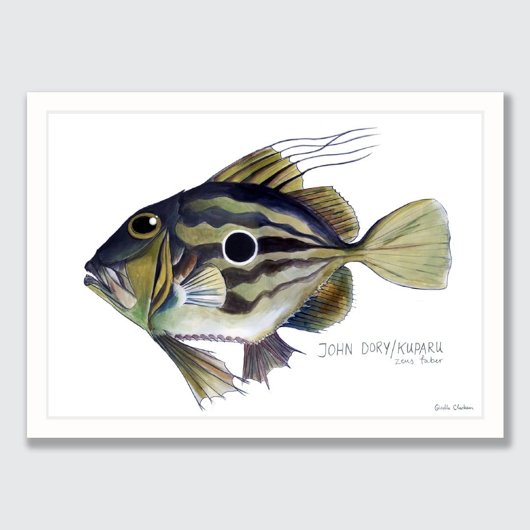 John Dory Art Print by Giselle Clarkson