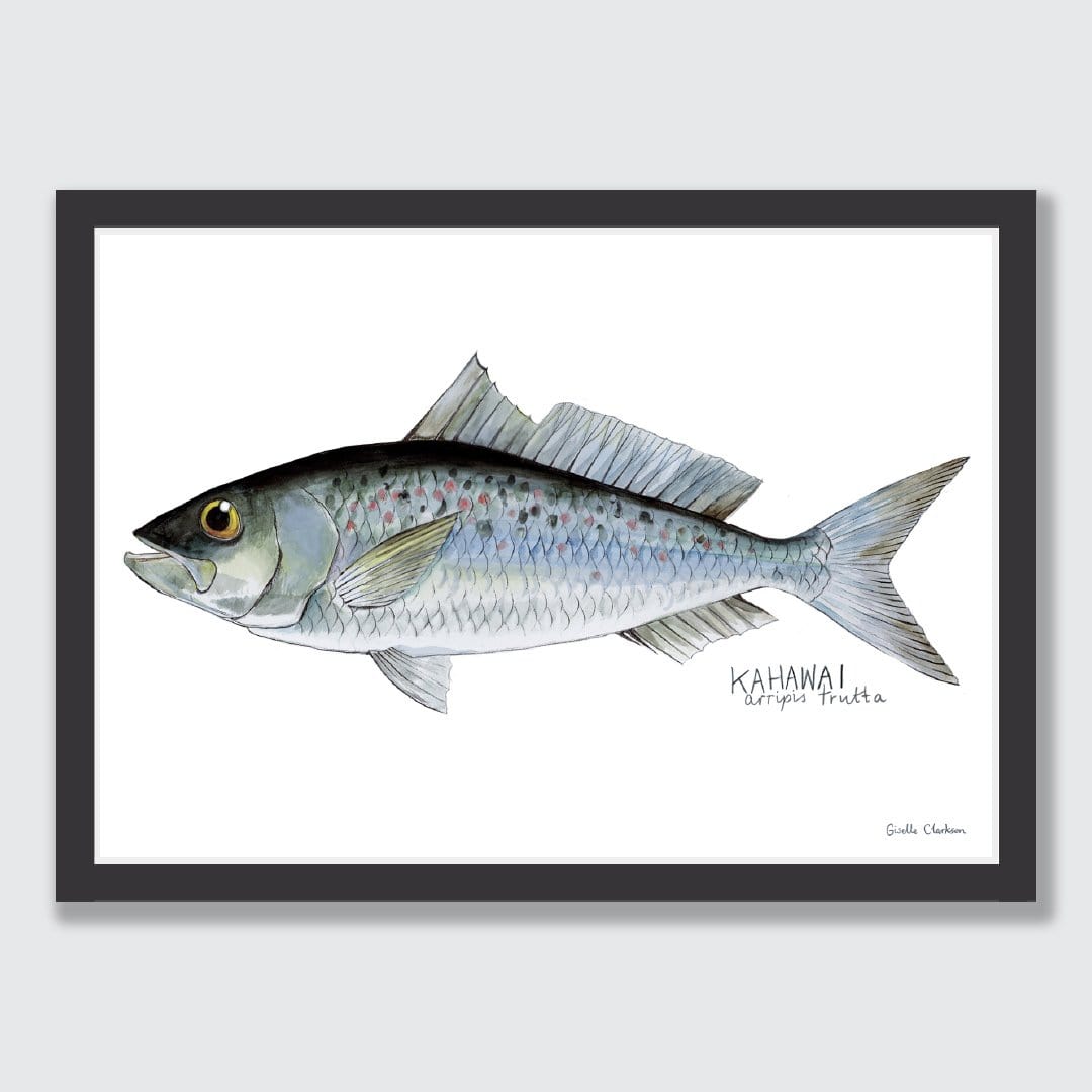 Kahawai Art Print by Giselle Clarkson