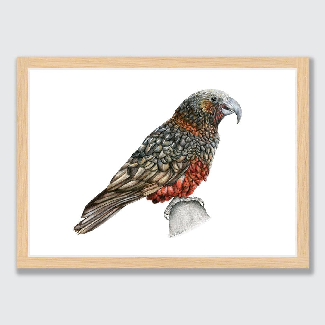 Kaka Art Print by Olivia Bezett