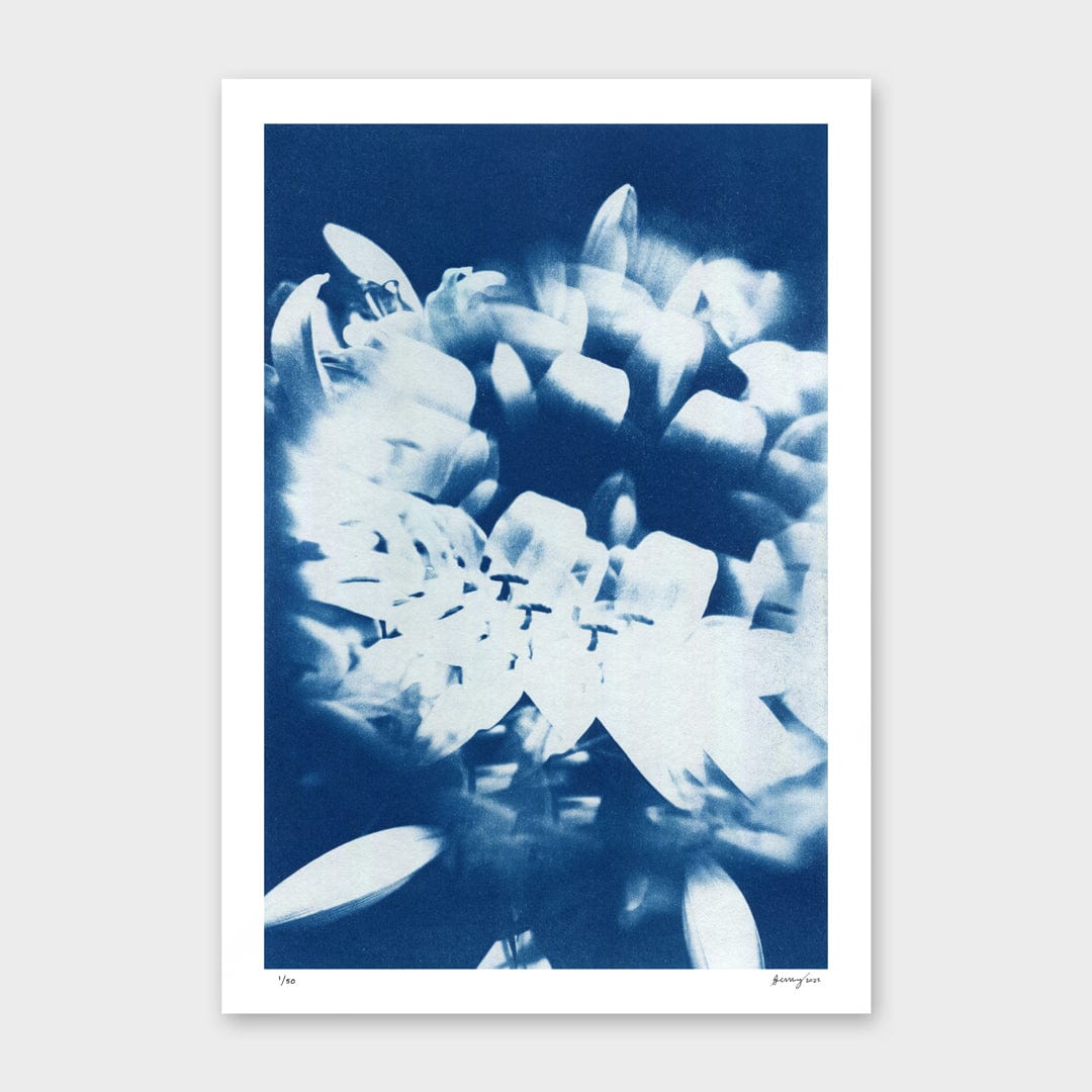 Kaleidoscope Lilies 01 Limited Edition Cyanotype by Sophia Jenny