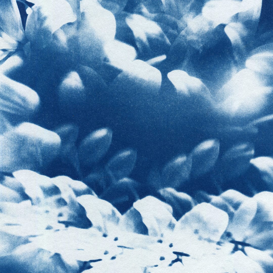 Kaleidoscope Lilies 04 Limited Edition Cyanotype by Sophia Jenny