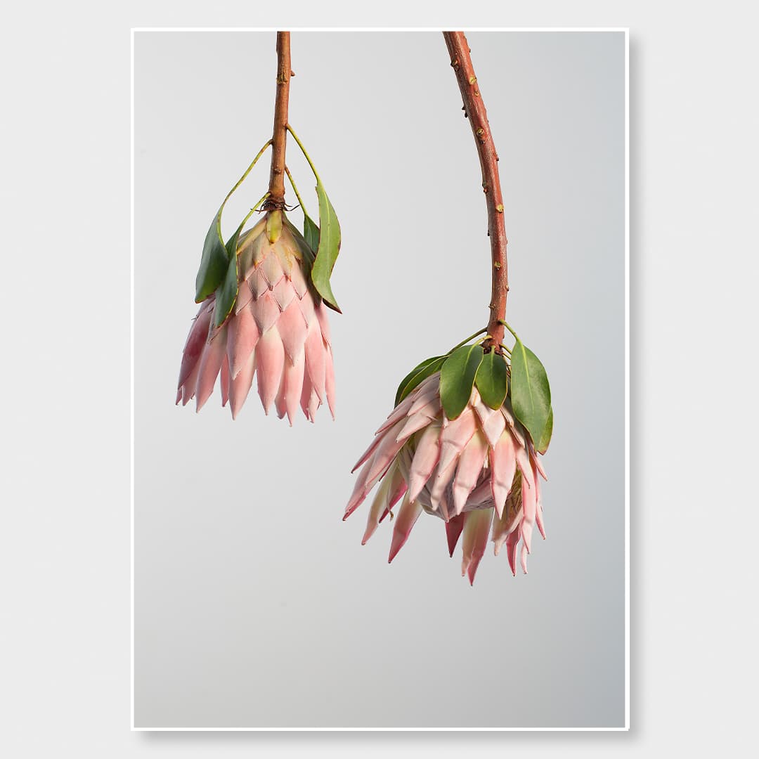 King Twin Protea Photographic Print by Houston &amp; Harding