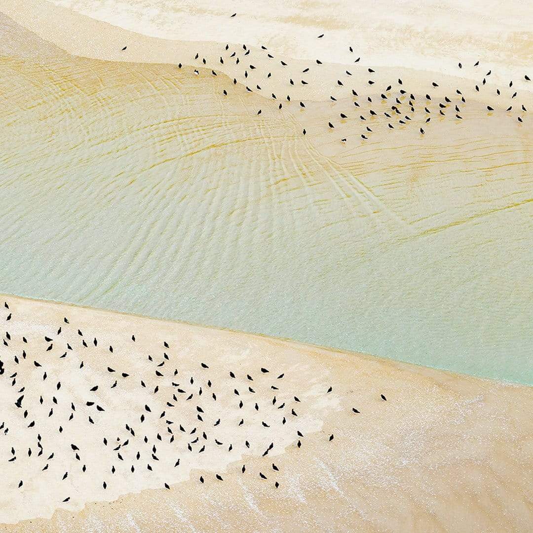 Nigella Seeds Photographic Print by Emma Willetts