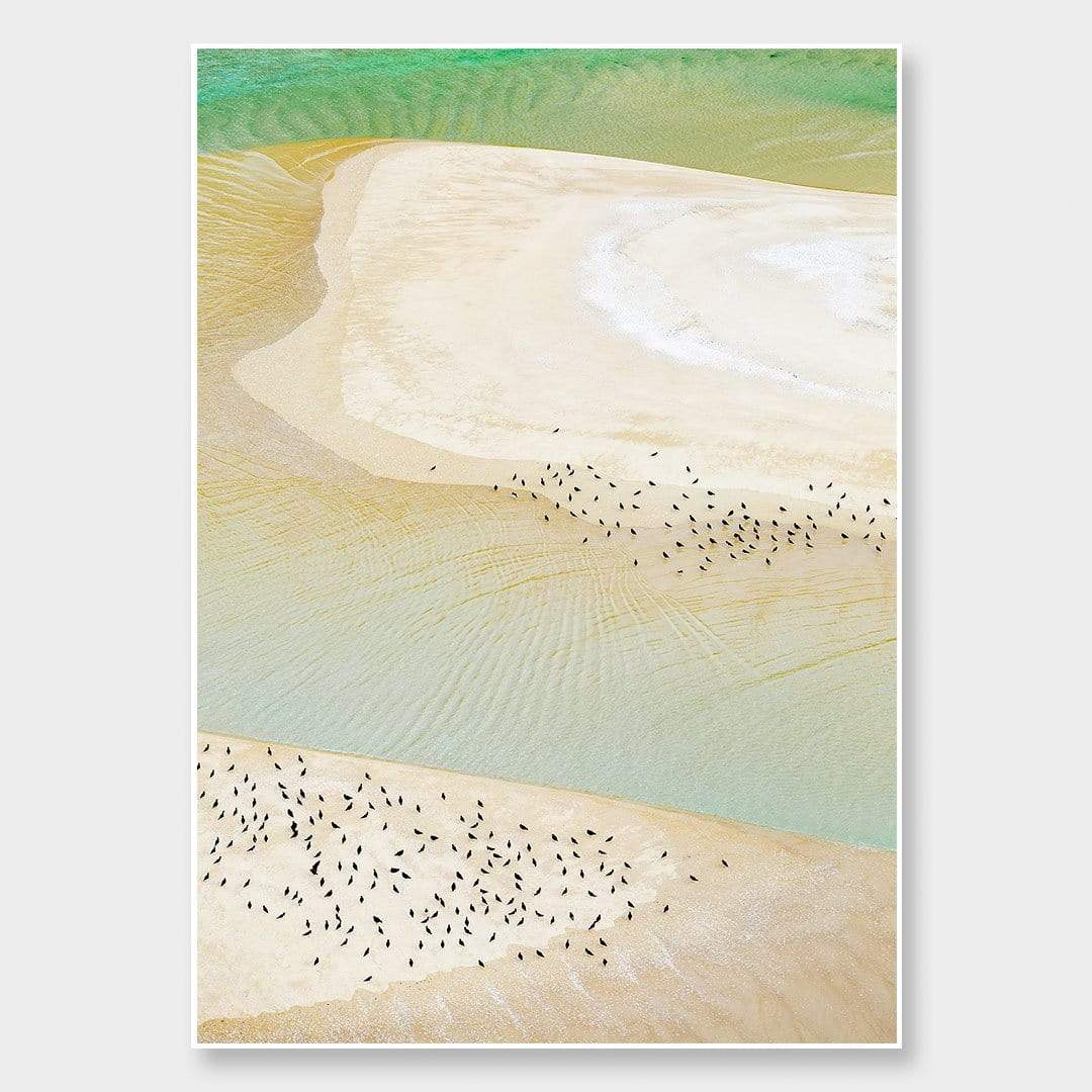 Nigella Seeds Photographic Print by Emma Willetts