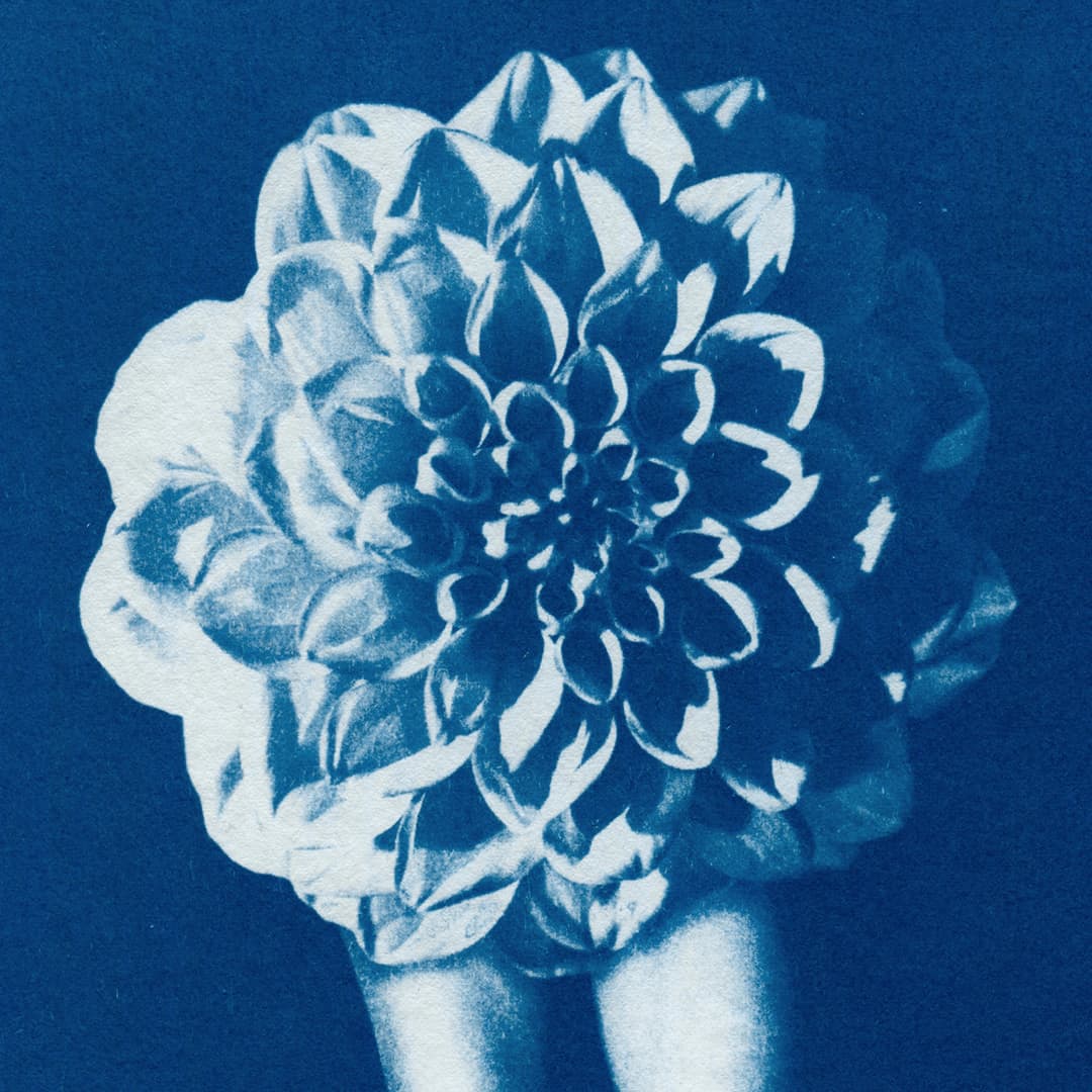 Phantasmagoria 03 Dahlia Limited Edition Cyanotype by Sophia Jenny