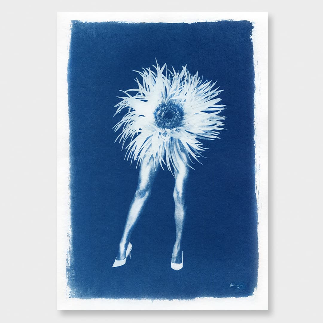 Phantasmagoria 04 Chrysanthemum Limited Edition Cyanotype by Sophia Jenny