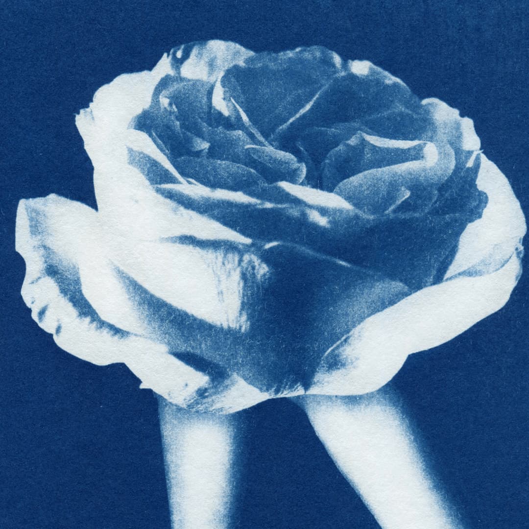Phantasmagoria 05 Rose Limited Edition Cyanotype by Sophia Jenny