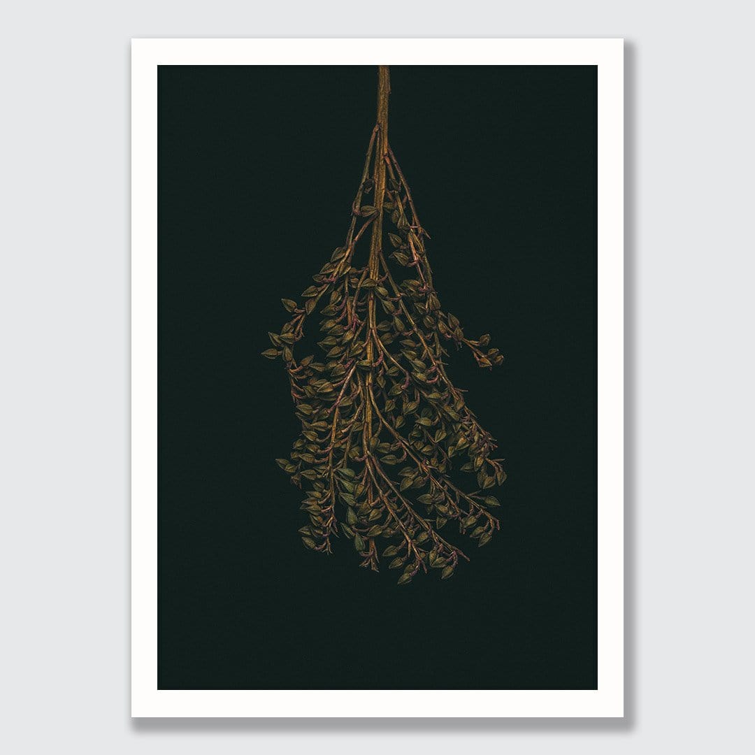Pieris Photographic Print by Maegan McDowell