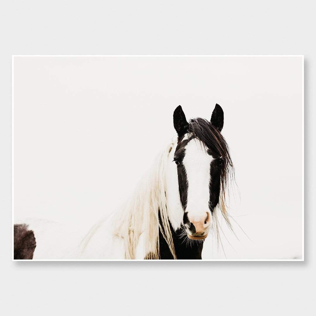 Pinto Horse Photographic Print by Emma Willetts