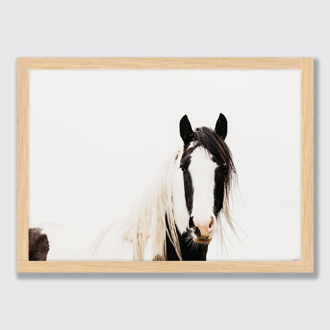 Pinto Horse Photographic Print by Emma Willetts