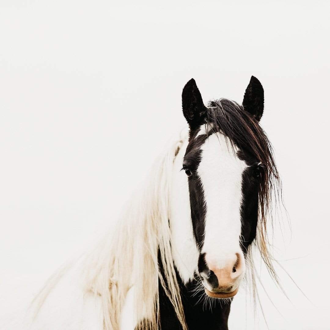 Pinto Horse Photographic Print by Emma Willetts