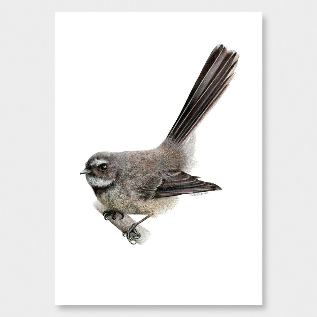 Fantail Art Print by Olivia Bezett