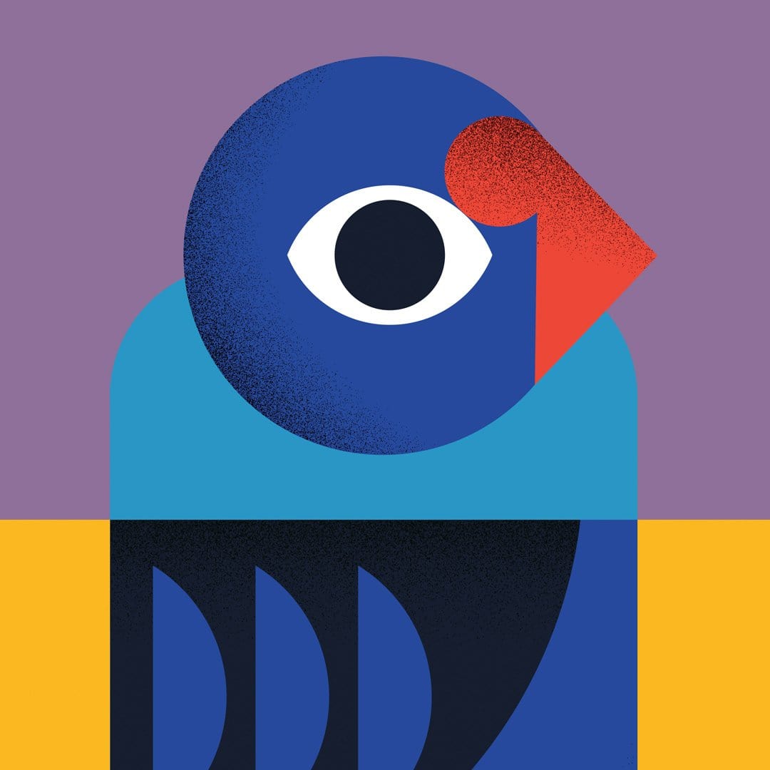 Pukeko Art Print by Beth Xia