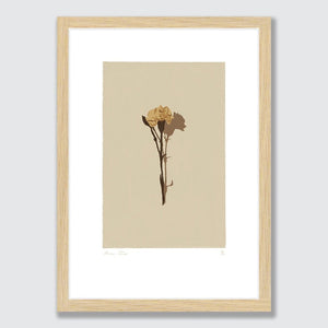 Dried Roses Poster for Sale by tomorrowsart