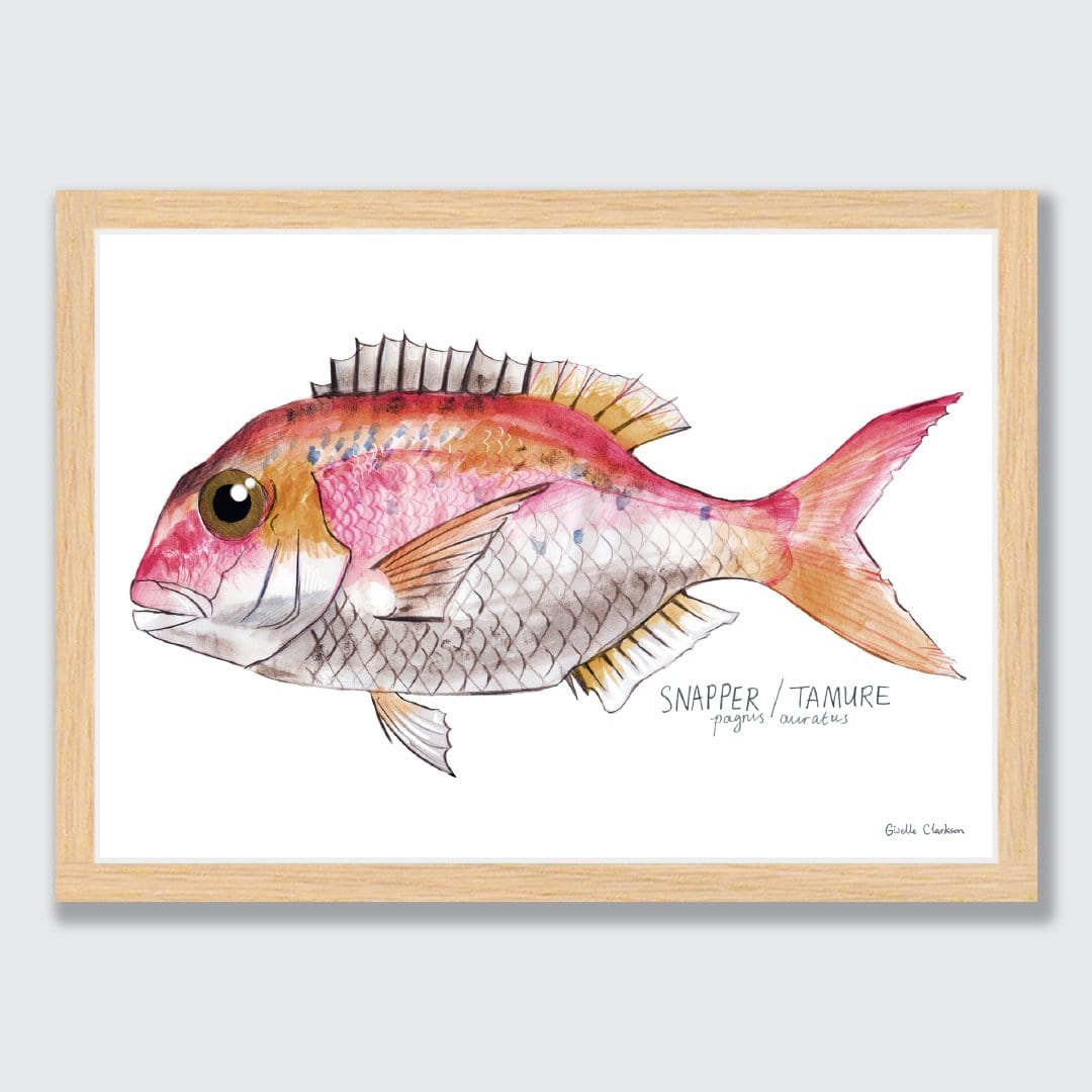 Snapper Art Print by Giselle Clarkson