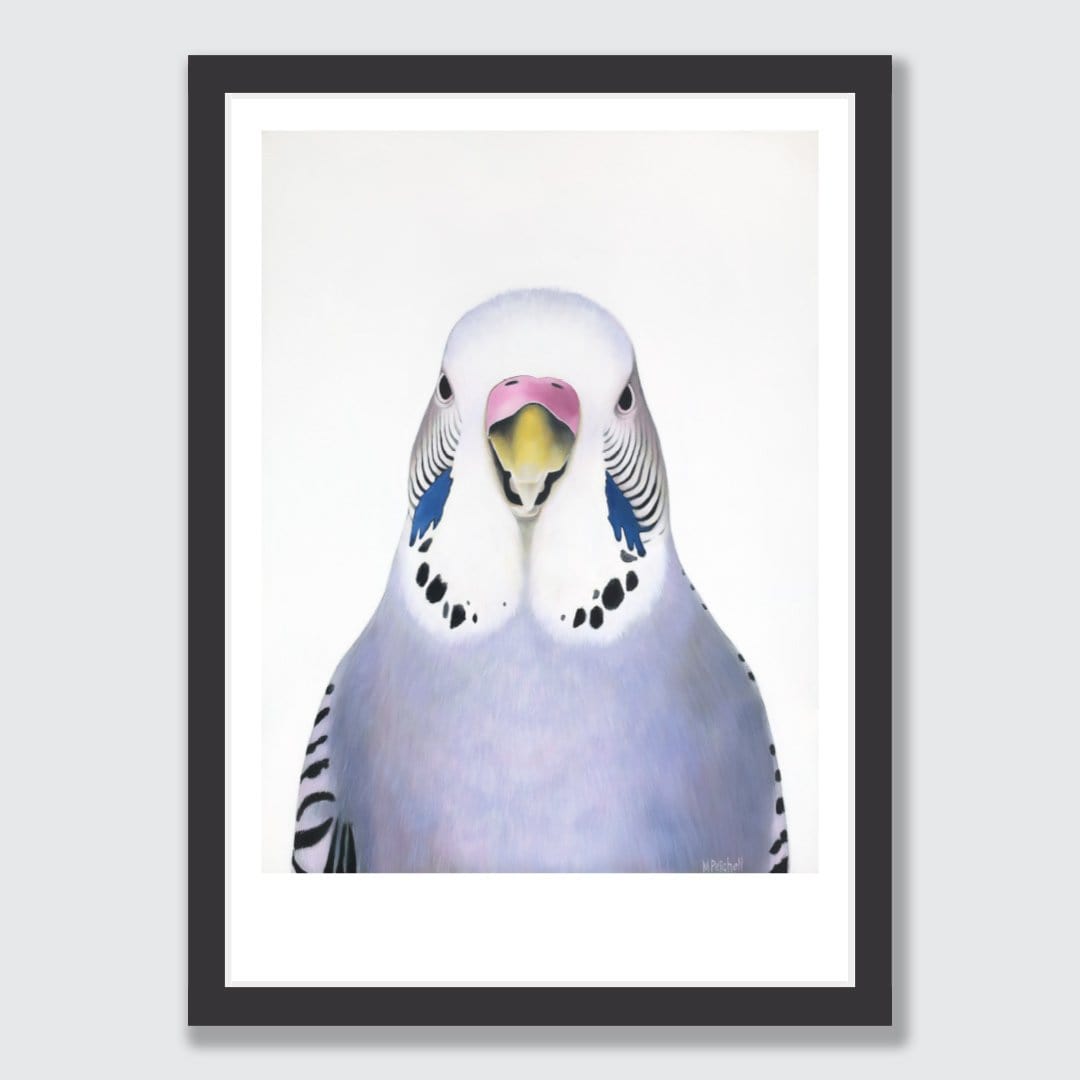 Sylvia Budgie Art Print by Margaret Petchell