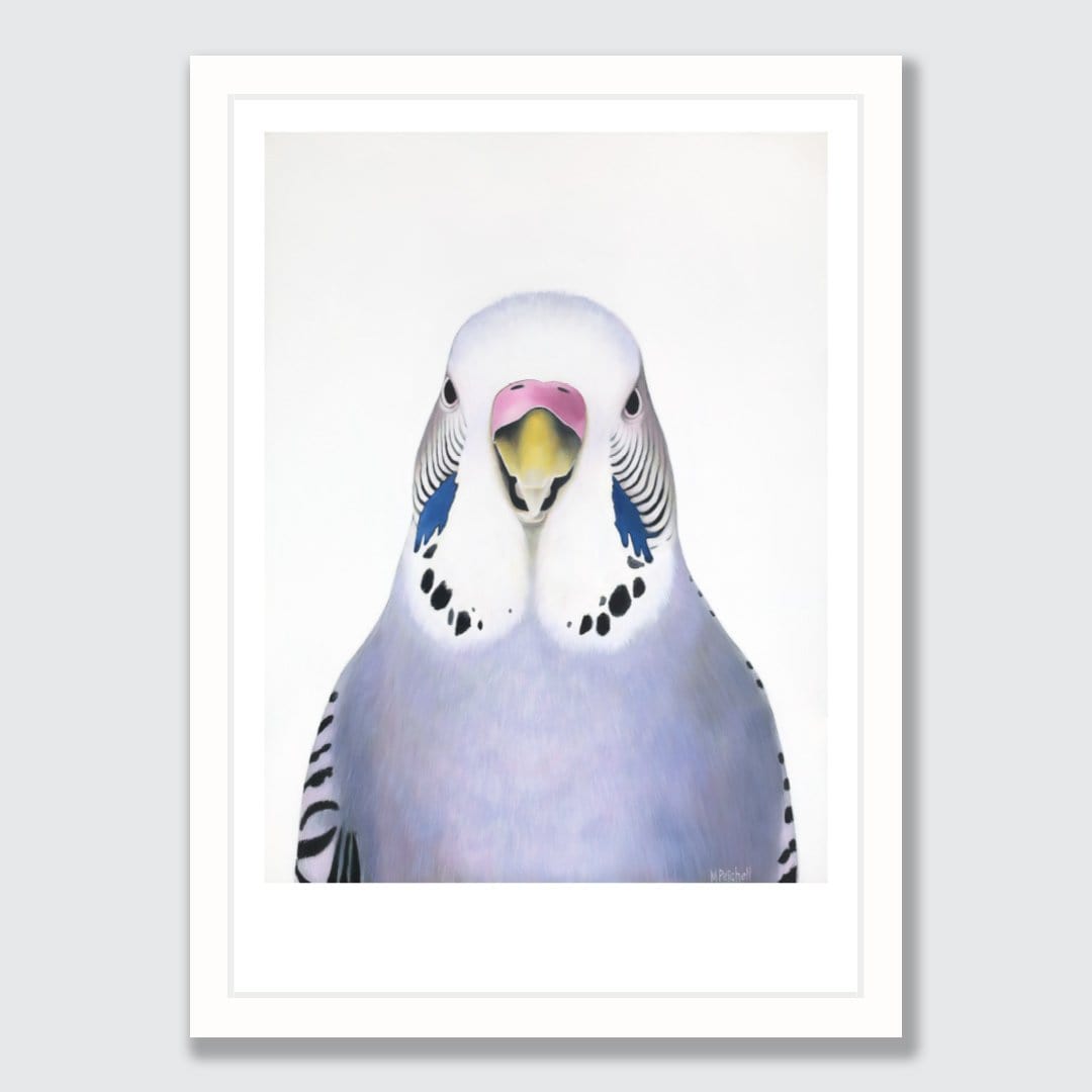 Sylvia Budgie Art Print by Margaret Petchell