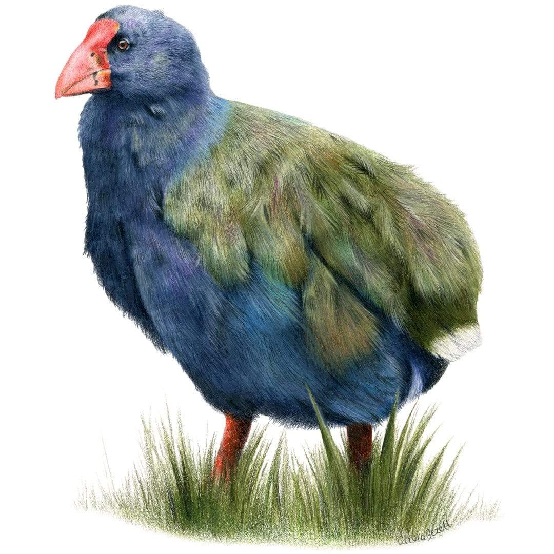 Takahē Art Print by Olivia Bezett