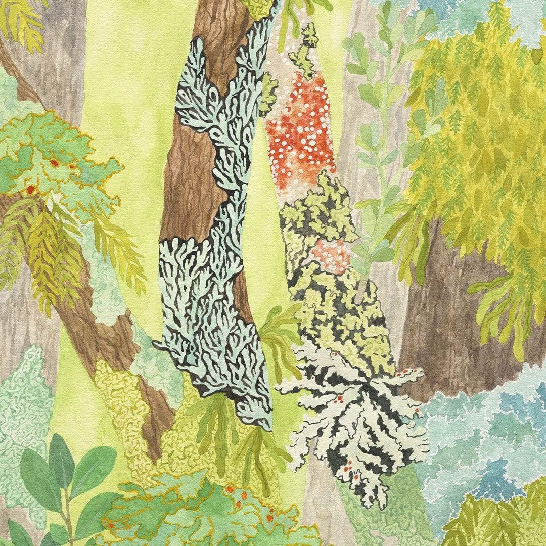 Taranaki Falls Lichen Art Print by Emma Huia Lovegrove