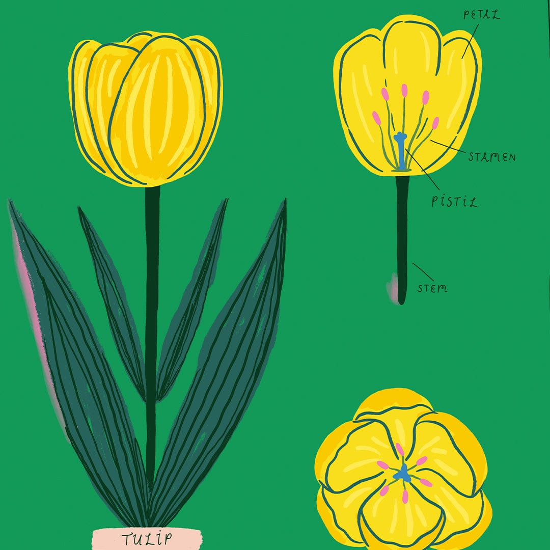 Tulip Art Print by Crissie Rodda