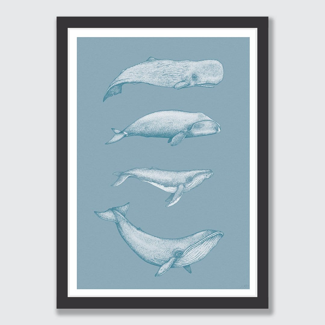 Whale Species Blue Art Print by Nathan Miller