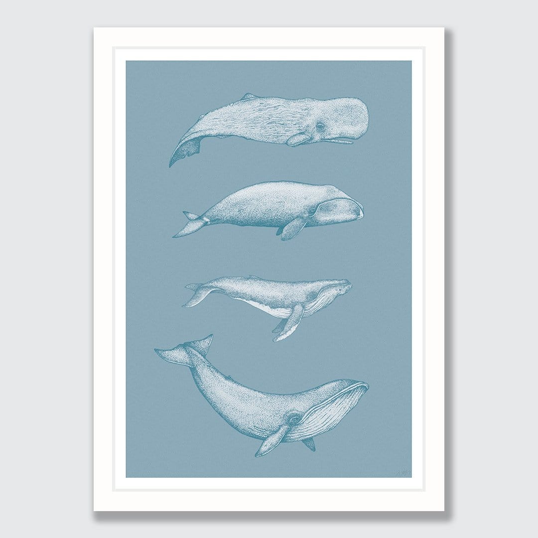 Whale Species Blue Art Print by Nathan Miller