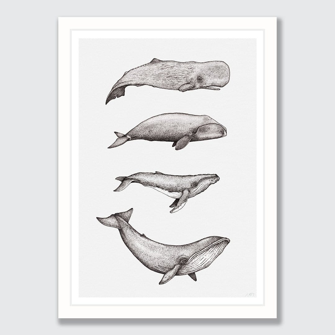 Whale Species Natural Art Print by Nathan Miller