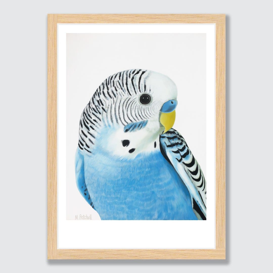 Wilbur Budgie Art Print by Margaret Petchell